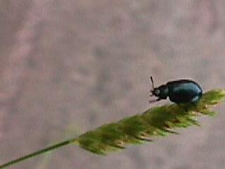 Ca. 4 mm großer Käfer, dunkelgrün, metallisch glänzend | 20.06.2002 | Südhang des Elzdammes bei Kollmarsreute