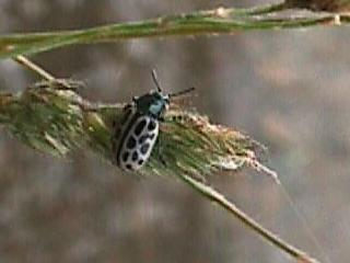 Chrysomela vigintipunctata, ca. 5 mm großer Käfer mit grünem Halsschild, beigen Flügeldecken und schwarzen Flecken auf den Flügeln | 20.06.2002 | Südhang des Elzdammes zwischen Kollmarsreute und Wasser