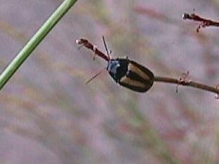 Ca. 4 mm großer Käfer, gelb-schwarz gestreifte Flügeldecken, eventuell Cryptocephalus vittatus | 20.06.2002 | Südhang des Elzdammes bei Kollmarsreute
