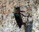 buprestidae/20120513_1113.htm