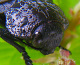 buprestidae/capnodis_tenebrionis_kopf.htm