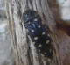 buprestidae/acmaeodera_degener_o.htm