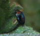 buprestidae/trachys_troglodytiformis.htm