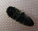 buprestidae/acmaeodera_bipunctata_u.htm