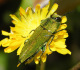 buprestidae/anthaxia_hungarica.htm
