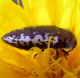 buprestidae/acmaeodera_pilosellae_seite.htm