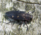 buprestidae/21052006_1222.htm