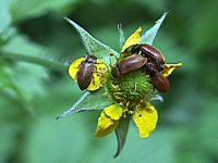Byturidae - Himbeerkäfer, Blütenfresser