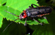 cantharidae/06052005_1504.htm
