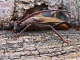 cerambycidae/01071842.htm
