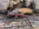cerambycidae/01071846.htm