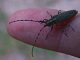 cerambycidae/01072110.htm
