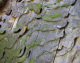 cerambycidae/03062005_2242.htm
