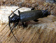 cerambycidae/03062007_1252.htm
