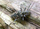 cerambycidae/04052003.htm