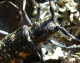 cerambycidae/05072009_1249.htm