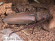 cerambycidae/0508-10q.htm
