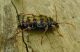 cerambycidae/06071425.htm