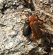 cerambycidae/15051703.htm