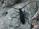cerambycidae/1509c09q.htm