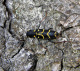cerambycidae/17062006_1333.htm