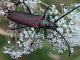 cerambycidae/18082001.htm