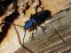 cerambycidae/20060513_1356.htm