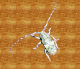 cerambycidae/20110112_1550.htm