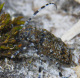 cerambycidae/20110522_1217.htm