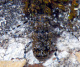 cerambycidae/20110522_1221.htm