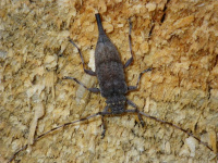 Cerambycidae - Bockkäfer