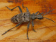 cerambycidae/20130505_1057.htm