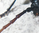 cerambycidae/ropalopus_clavipes_fuehlerdetail.htm
