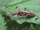 cerambycidae/21051426.htm