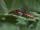 cerambycidae/21051433.htm