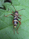 cerambycidae/2105b27h.htm