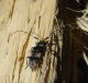 cerambycidae/24061645.htm