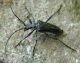 cerambycidae/26061437.htm