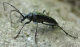 cerambycidae/26061438.htm