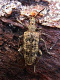 cerambycidae/3110a06q.htm
