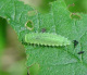 chrysomelidae/gonioctena_larve.htm