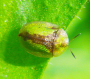Chrysomelidae - Blattkäfer