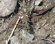 cicindelidae/25071359.htm