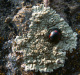 coccinellidae/05021358.htm