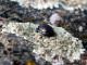 coccinellidae/05021404.htm