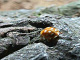 coccinellidae/0711a02q.htm
