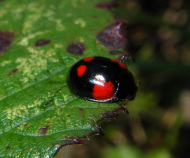 Coccinellidae - Marienkäfer