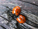 coccinellidae/1308-14h.htm