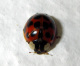 coccinellidae/15102005_7099.htm