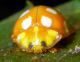 coccinellidae/15102005_7122.htm